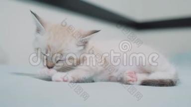 小猫白色可爱的小猫舔爪子。 小猫蓝眼睛洗了一个可爱的有趣视频。 宠物小猫概念
